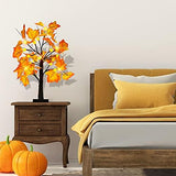 [ Timer ] 24”/2FT Prelit Fall Tree with 24 LED 3D Pumpkin Orange Lights, Fall Halloween Decor Lighted Maple Tree Battery Powered, Autumn Thanksgiving Decorations,Fall Pumpkin Decorations Home Indoor - Glow-Paradise